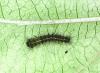 Lymantria dispar